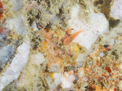 Trimma macrophthalmus