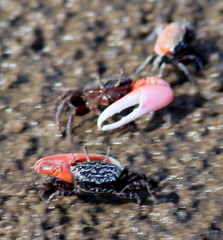 Austruca occidentalis