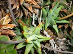 Astroloba rubriflora