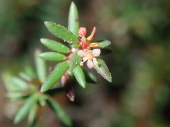 Micrantheum ericoides
