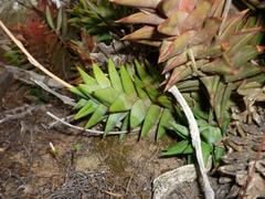 Astroloba rubriflora