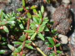 Micrantheum ericoides
