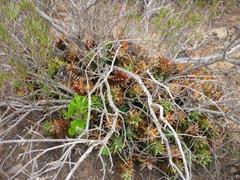 Astroloba rubriflora