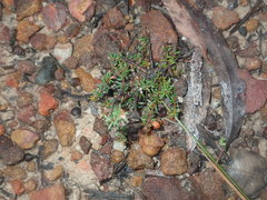 Micrantheum ericoides