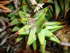 Astroloba rubriflora