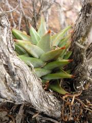 Astroloba rubriflora