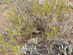 Astroloba rubriflora