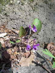 Viola primorskajensis