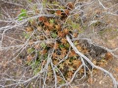 Astroloba rubriflora