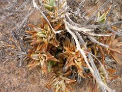 Astroloba rubriflora