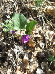 Viola primorskajensis