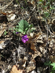 Viola primorskajensis