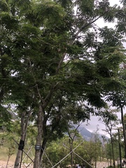 Dalbergia obovata