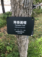 Dalbergia obovata
