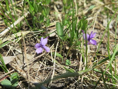 Viola prionantha