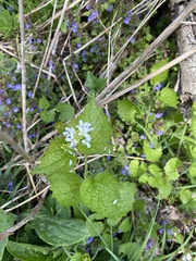 Alliaria petiolata