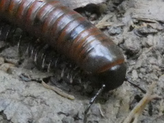 Pachyiulus hungaricus