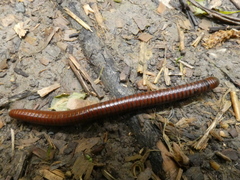 Pachyiulus hungaricus