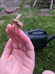 Amphimallon