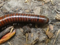 Pachyiulus hungaricus