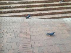 Columba livia domestica