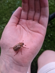 Amphimallon