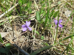 Viola prionantha