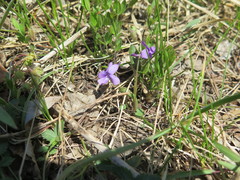Viola prionantha
