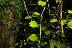 Streptothamnus moorei