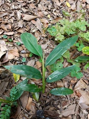 Zingiber kawagoii
