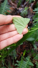 Zehneria cunninghamii