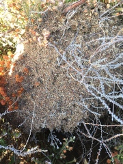 Crematogaster peringueyi