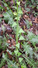 Zehneria cunninghamii