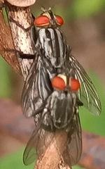 Oestroidea