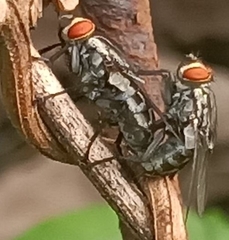 Oestroidea