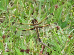 Libellula angelina