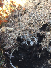 Crematogaster peringueyi