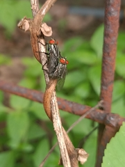 Oestroidea