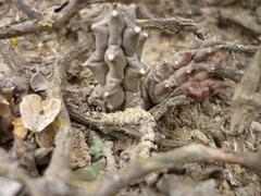 Duvalia caespitosa caespitosa