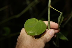 Streptothamnus moorei
