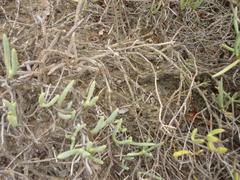 Duvalia caespitosa caespitosa