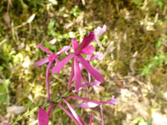 Epidendrum catillus