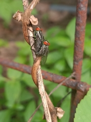 Oestroidea