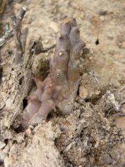 Duvalia caespitosa caespitosa