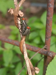 Oestroidea