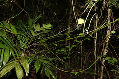 Streptothamnus moorei