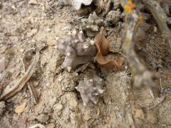 Duvalia caespitosa caespitosa