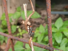 Oestroidea