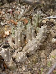 Duvalia caespitosa caespitosa