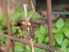 Oestroidea